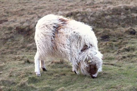 Sheep in the wilderness Stock Photos
