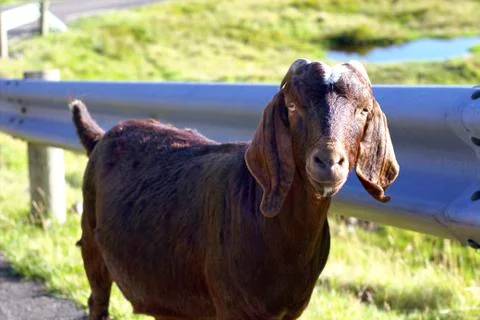 Sheep in the wilderness Stock Photos