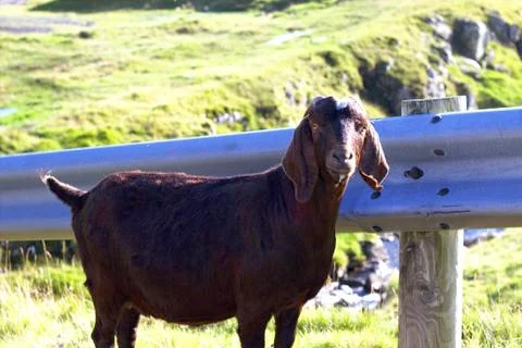 Sheep in the wilderness Stock Photos