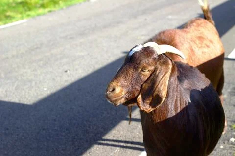 Sheep in the wilderness Foto stock