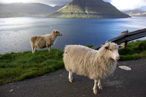Sheep in the wilderness Stock Photos