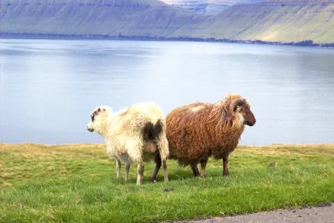 Sheep in the wilderness Stock Photos
