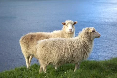 Sheep in the wilderness Stock Photos