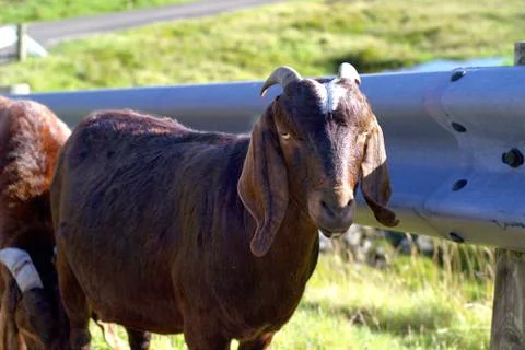Sheep in the wilderness Stock Photos