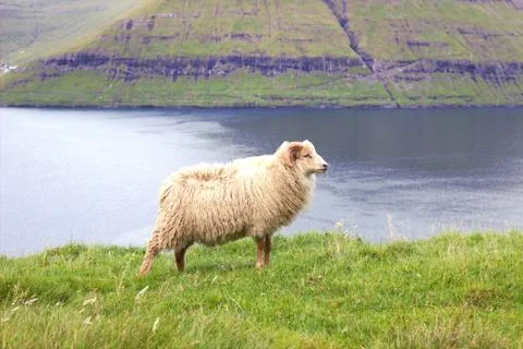 Sheep in the wilderness Stock Photos