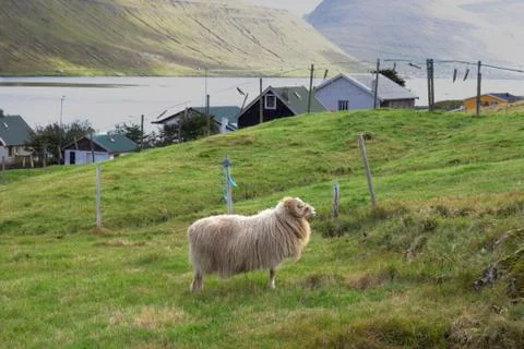 Sheep in the wilderness Stock Photos