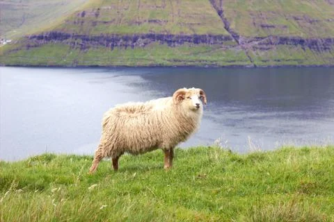 Sheep in the wilderness Stock Photos