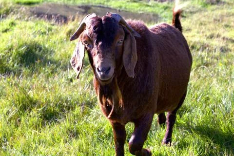 Sheep in the wilderness Stock Photos