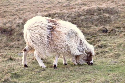 Sheep in the wilderness Stock Photos