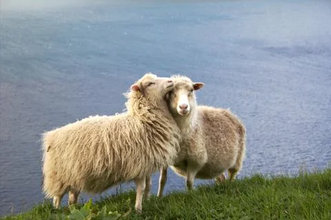 Sheep in the wilderness Stock Photos