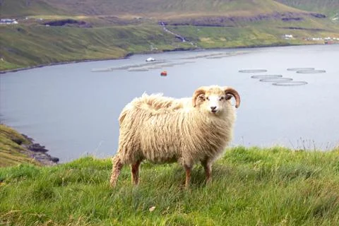 Sheep in the wilderness Stock Photos