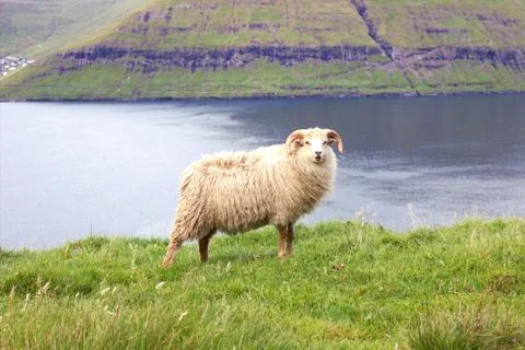 Sheep in the wilderness Stock Photos