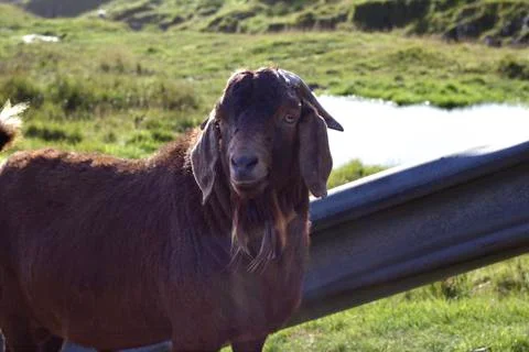 Sheep in the wilderness Stock Photos