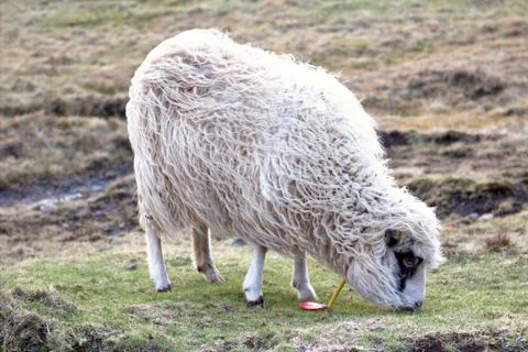 Sheep in the wilderness Stock Photos