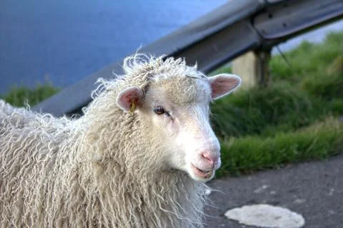 Sheep in the wilderness Stock Photos
