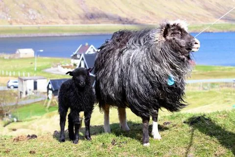 Sheep in the wilderness Stock Photos
