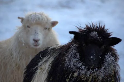 Sheep in the wilderness Stock Photos
