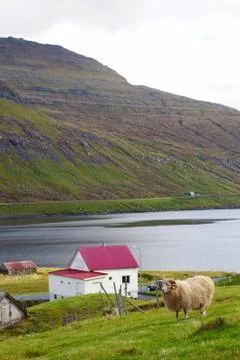 Sheep in the wilderness Stock Photos