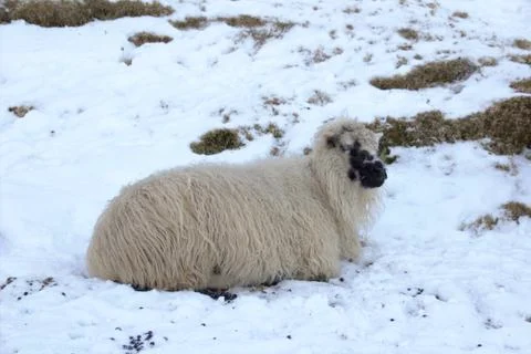 Sheep in the wilderness Stock Photos