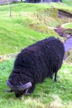 Sheep in the wilderness Stock Photos