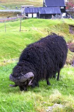 Sheep in the wilderness Stock Photos