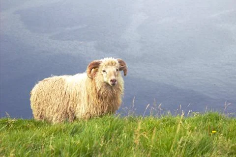 Sheep in the wilderness Stock Photos