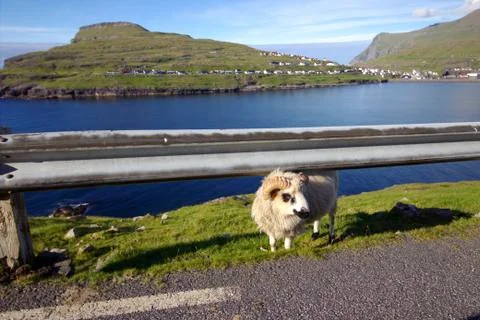 Sheep in the wilderness Stock Photos