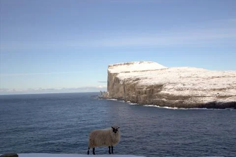 Sheep in the wilderness Stock Photos