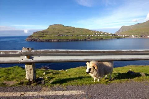 Sheep in the wilderness Stock Photos