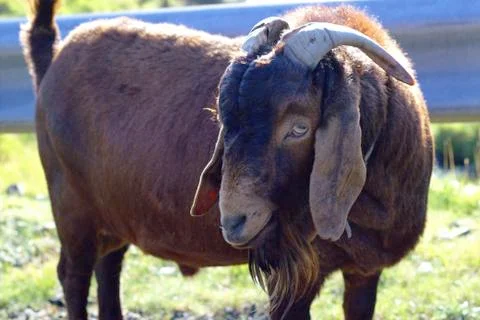Sheep in the wilderness Stock Photos