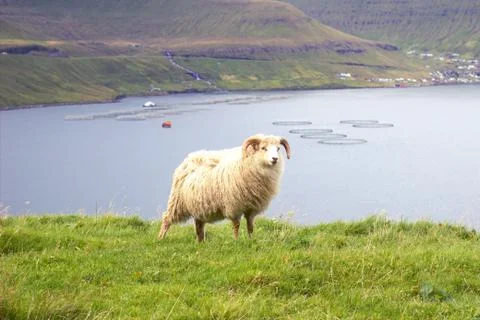 Sheep in the wilderness Stock Photos
