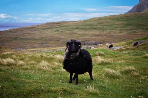 Sheep in the wilderness Stock Photos