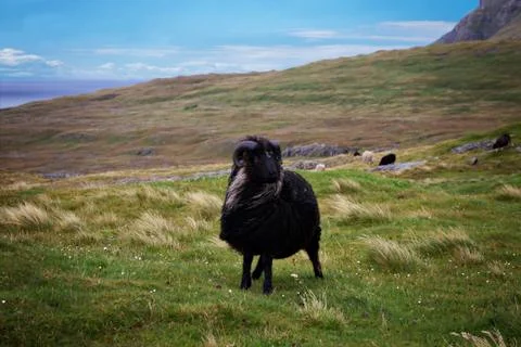 Sheep in the wilderness Stock Photos