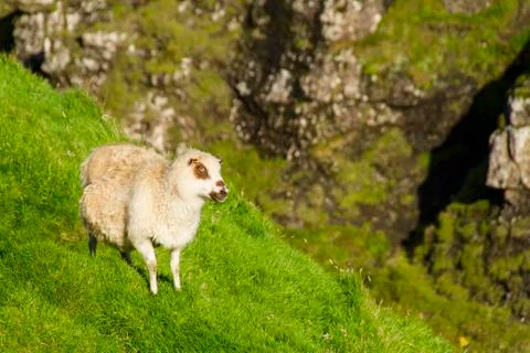 Sheep in the wilderness Stock Photos