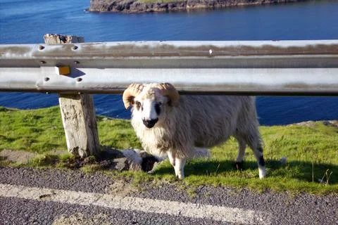 Sheep in the wilderness Stock Photos