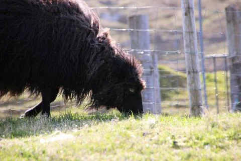 Sheep in the wilderness Stock Photos