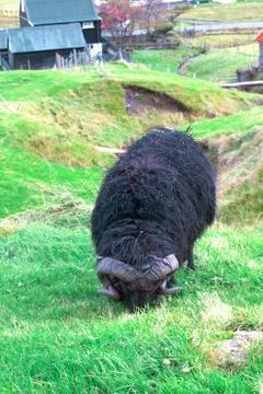 Sheep in the wilderness Stock Photos