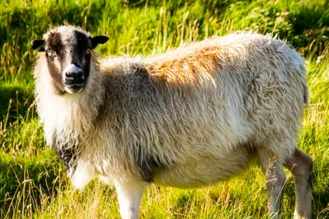 Sheep in the wilderness Stock Photos