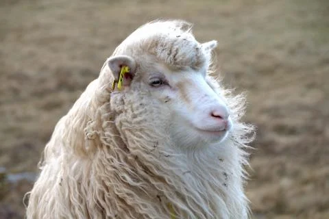 Sheep in the wilderness Stock Photos