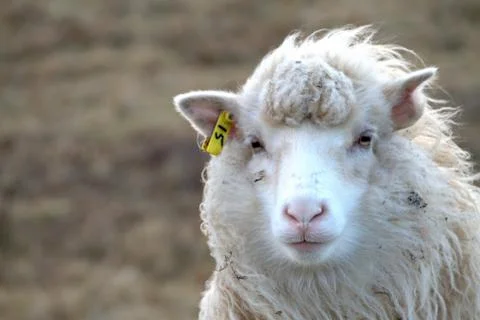 Sheep in the wilderness Stock Photos