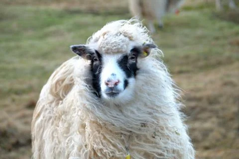 Sheep in the wilderness Stock Photos
