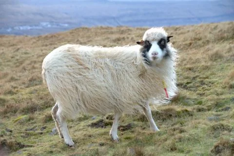 Sheep in the wilderness Stock Photos