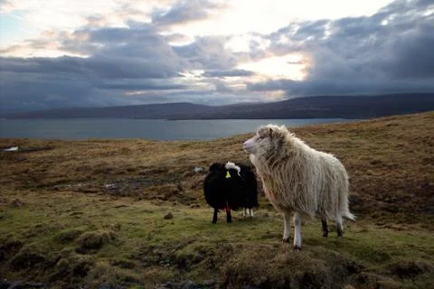 Sheep in the wilderness Stock Photos