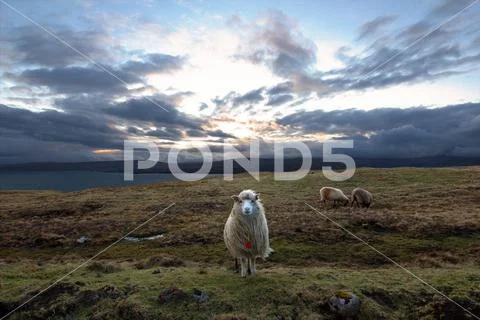 Sheep in the wilderness Stock Photos
