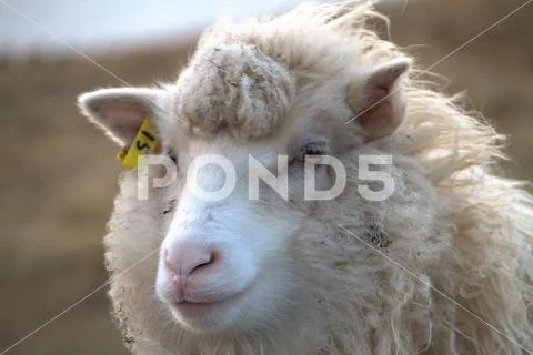 Sheep in the wilderness Stock Photos