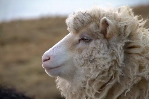 Sheep in the wilderness Foto stock