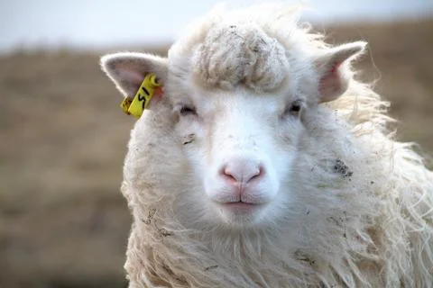 Sheep in the wilderness Stock Photos