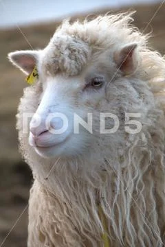 Sheep in the wilderness Stock Photos