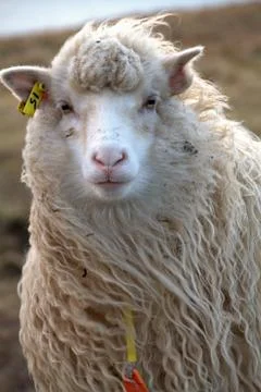 Sheep in the wilderness Stock Photos