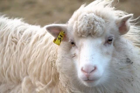 Sheep in the wilderness Stock Photos